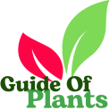 Plants Guide Avatar