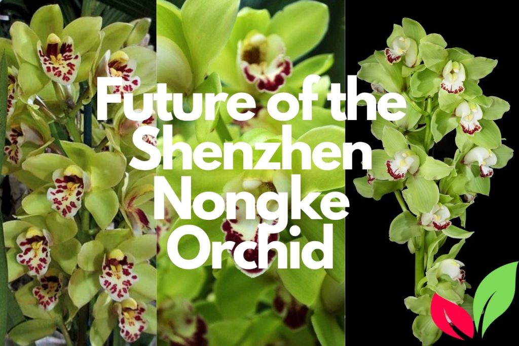 Shenzhen Nongke Orchid