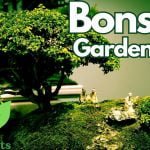 Bonsai Gardening