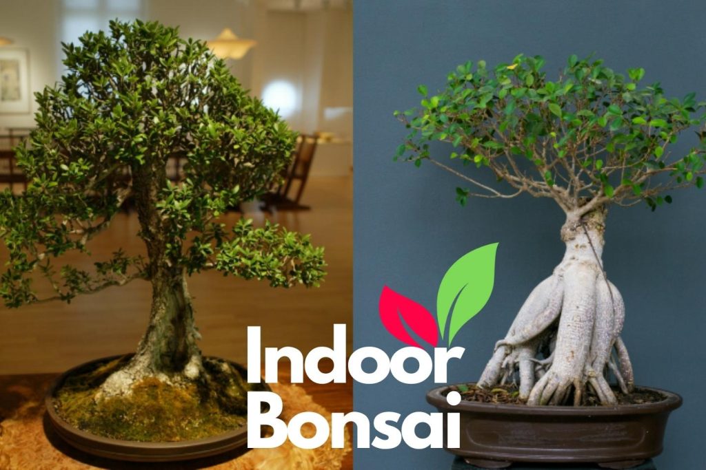 Bonsai Gardening