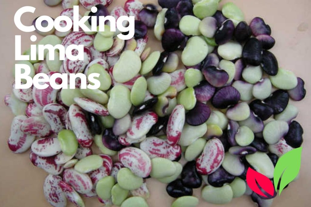 Lima Bean Plant