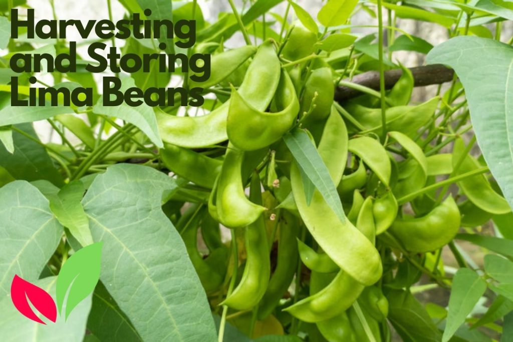 Lima Bean Plant