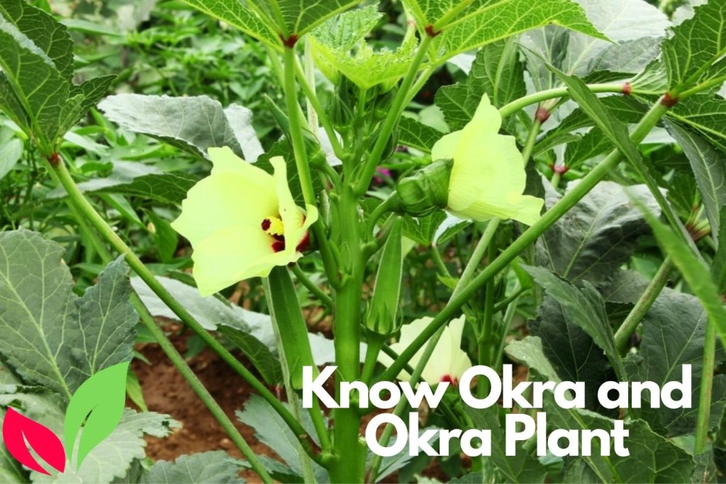Okra Plants