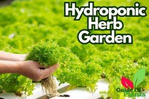 Hydroponic Herb Garden
