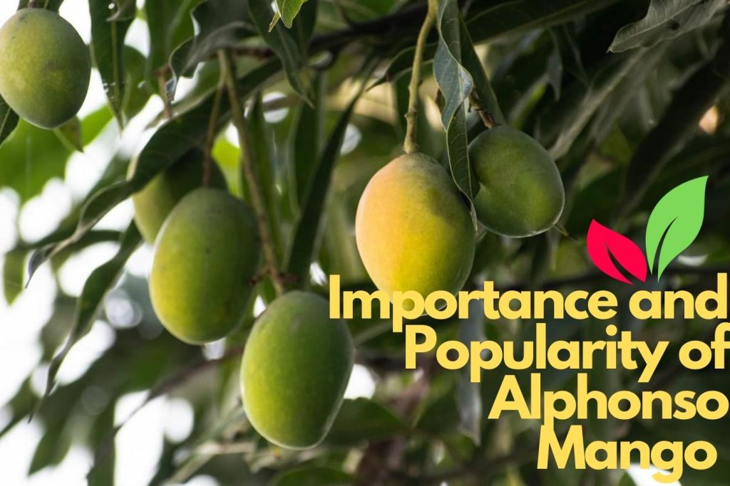 Alphonso Mango Plant