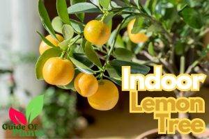 Indoor Lemon Tree