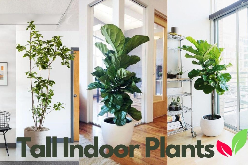 Tall Low Light Indoor Plants