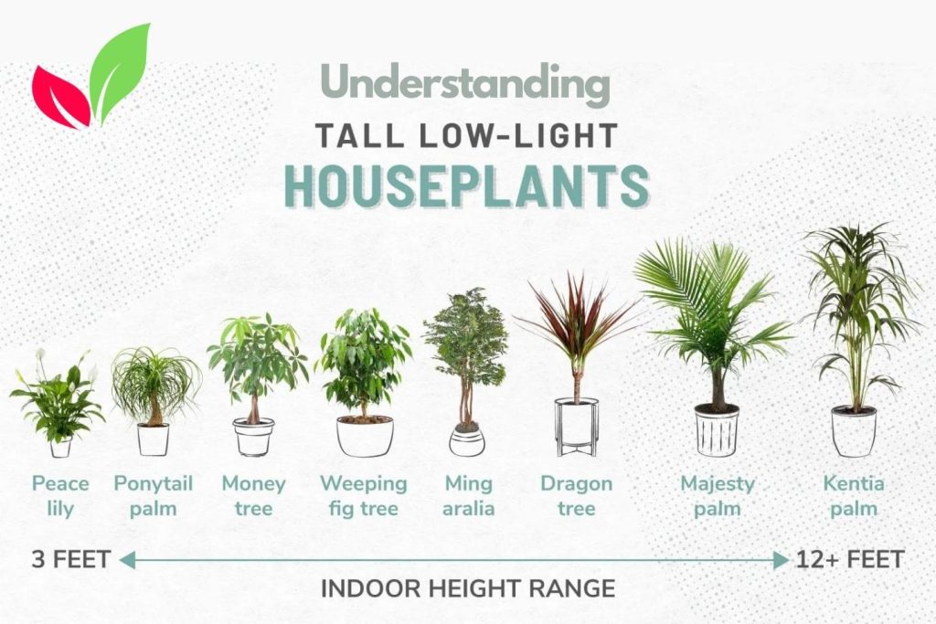 Tall Low Light Indoor Plants
