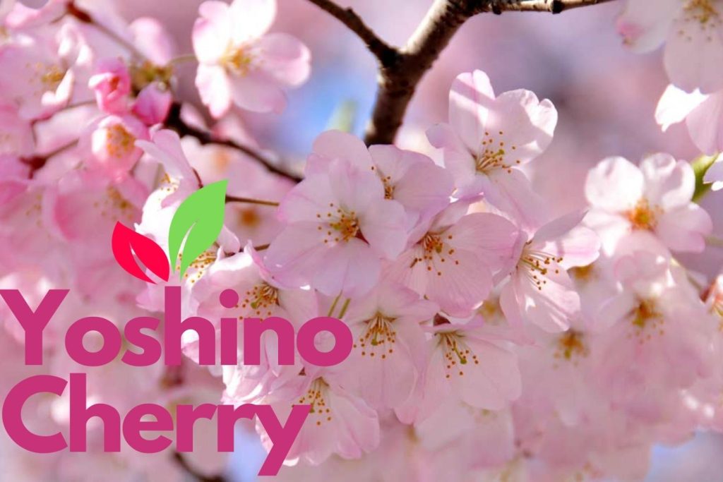 Japanese Cherry Blossom Plant