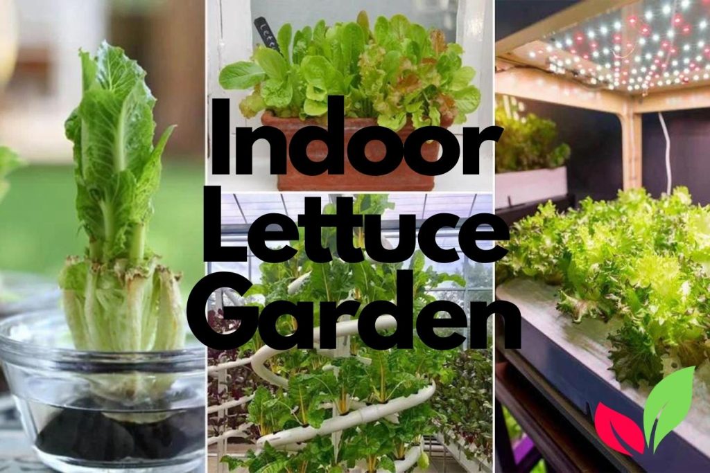 Indoor Lettuce Garden