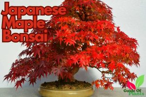 Japanese maple bonsai