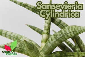 Sansevieria Cylindrica