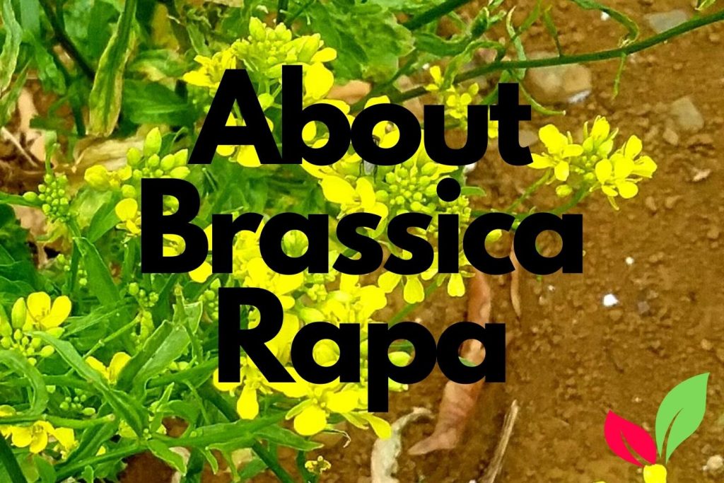 About Brassica Rapa