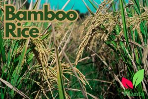 Bamboo Rice