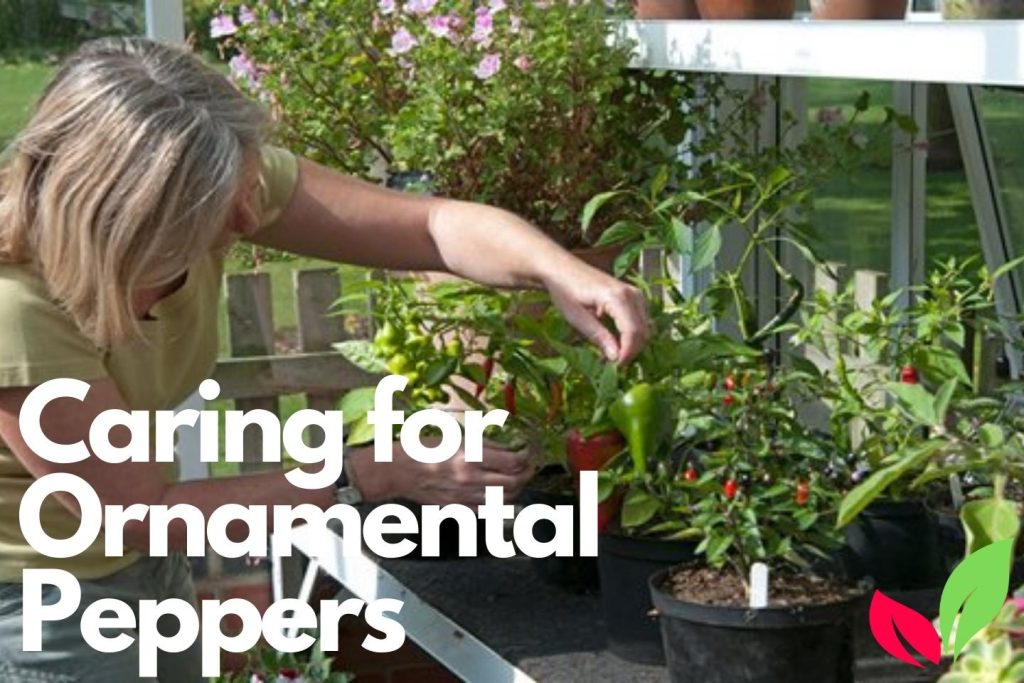 Caring for Ornamental Peppers