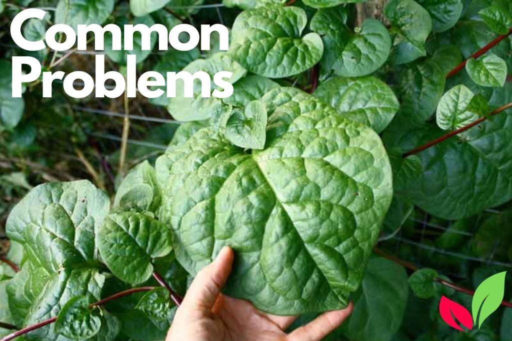 Common Problems When Growing Malabar Spinach