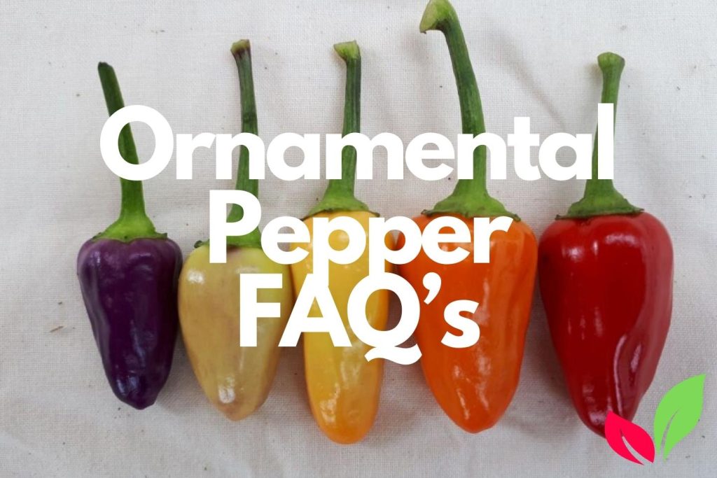 Frequently Asked Ornamental Pepper Questions