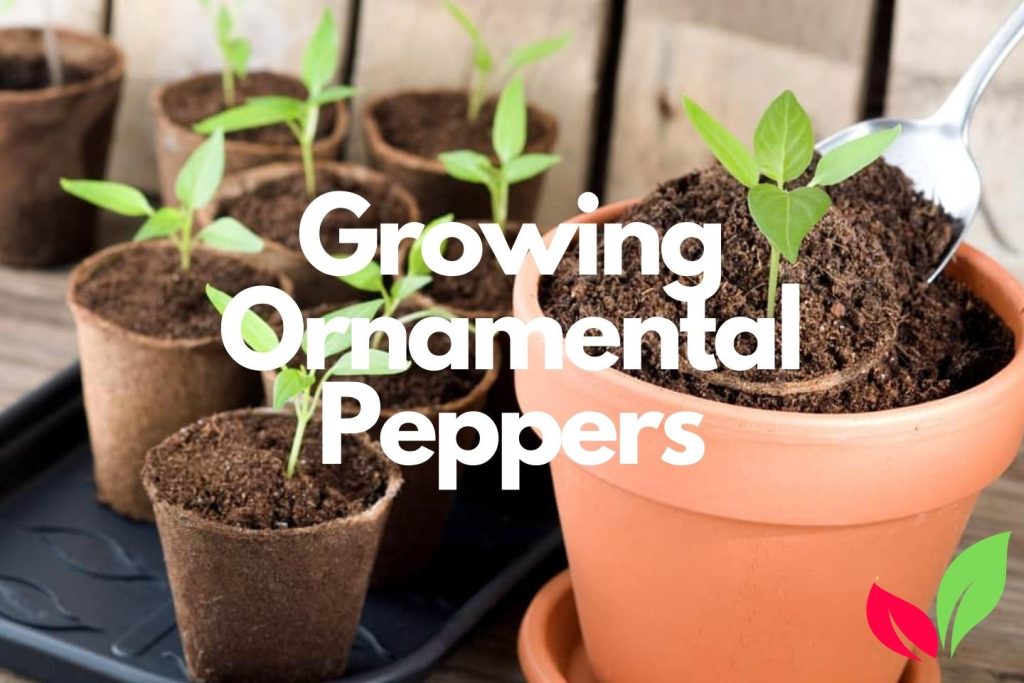 Growing Ornamental Peppers