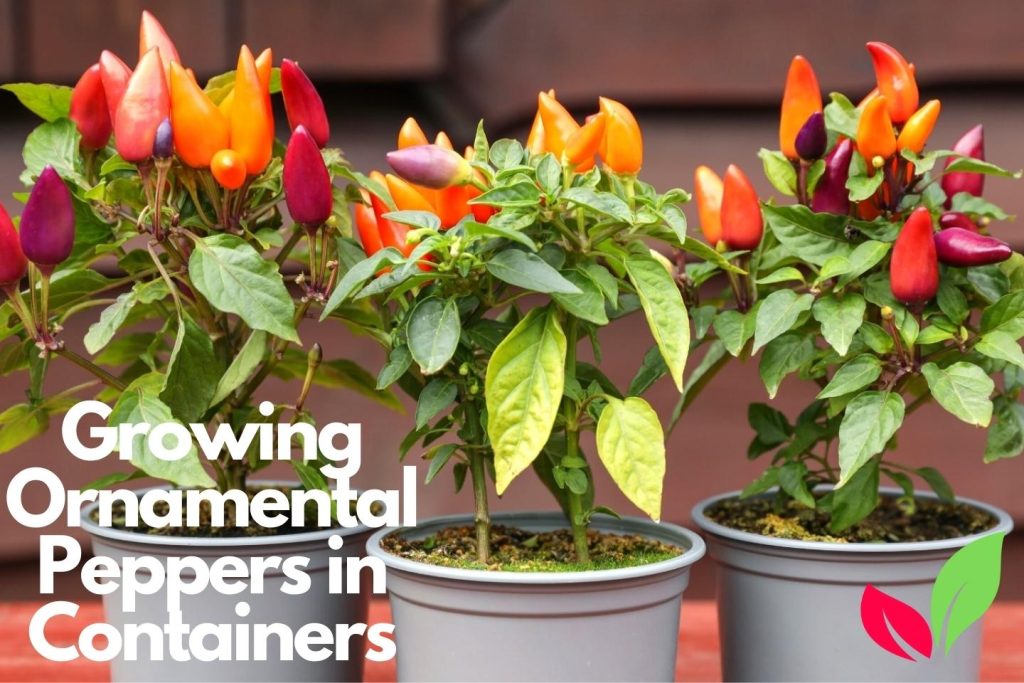 Growing Ornamental Peppers in Containers