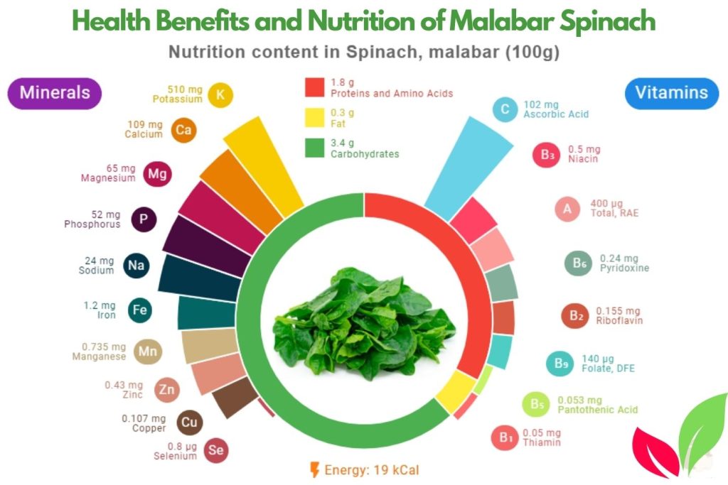 Health Benefits and Nutrition of Malabar Spinach