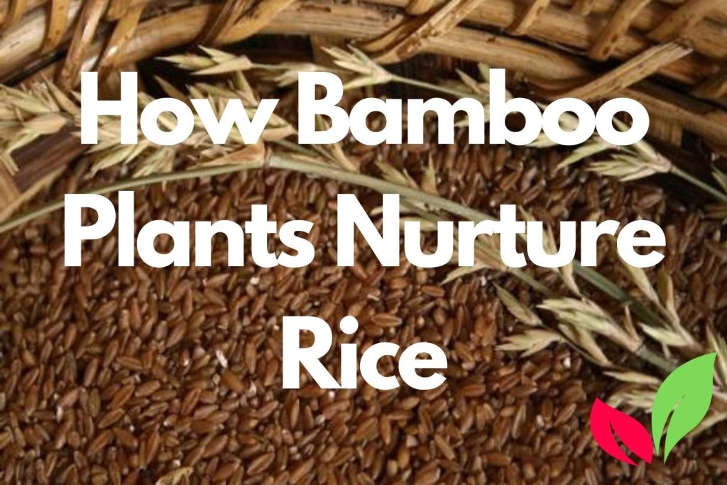 Bamboo Rice