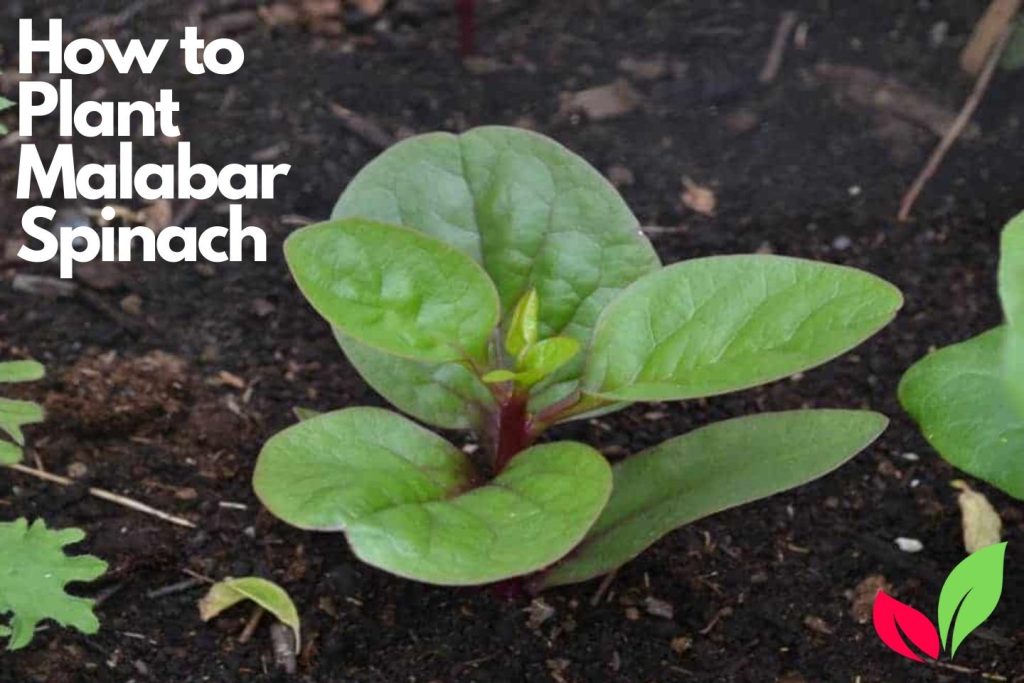 How to Plant Malabar Spinach