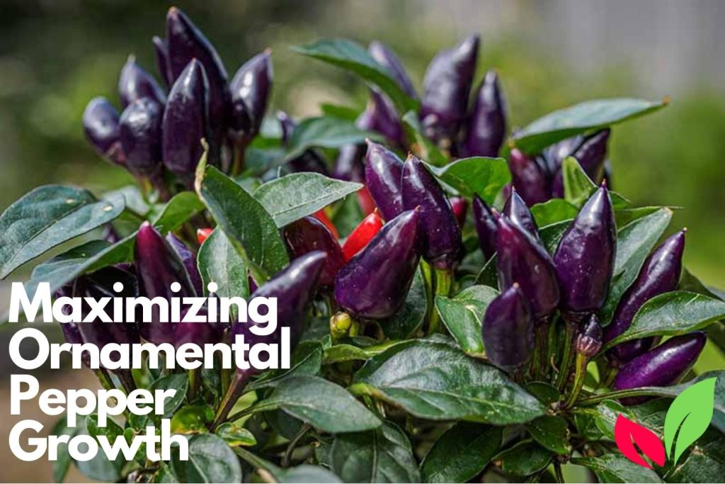 Maximizing Ornamental Pepper Growth