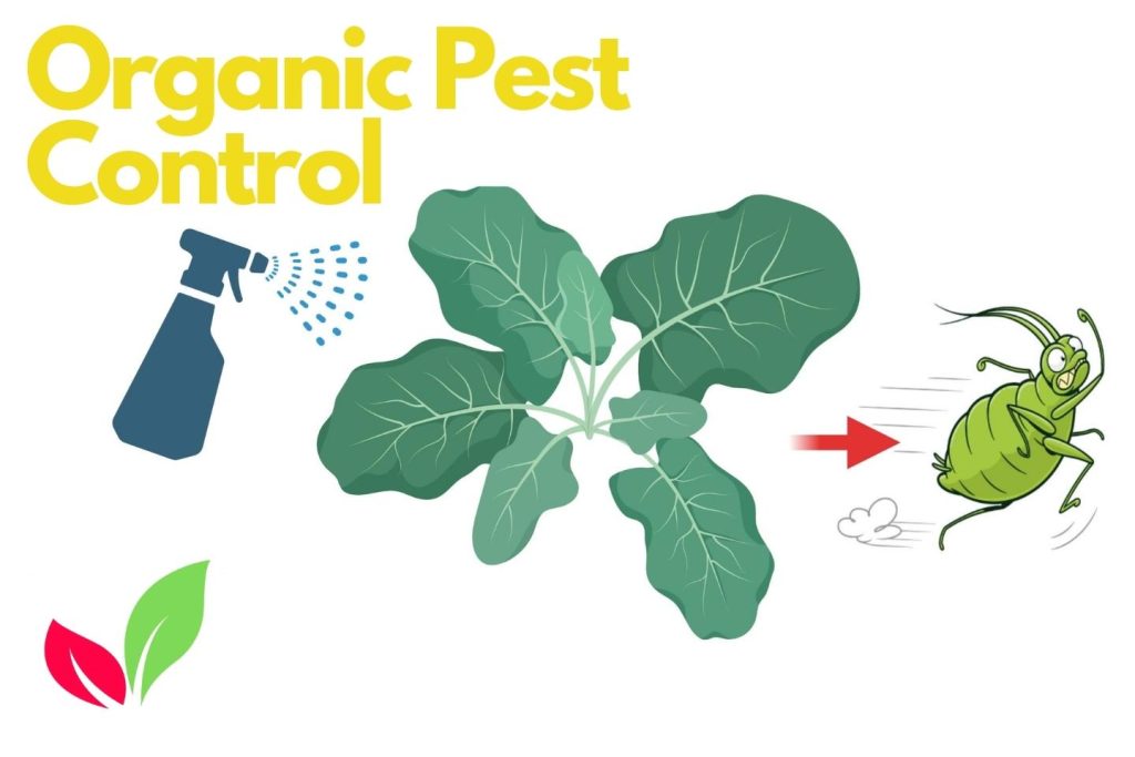 Organic Pest Control for Brassica Rapa