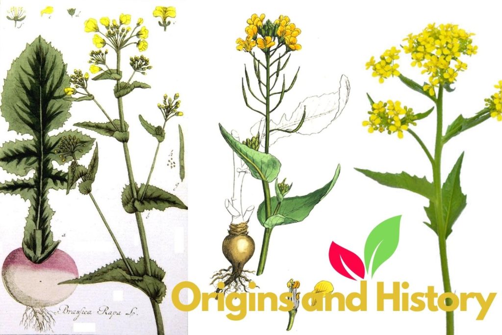 Origins and History of Brassica Rapa