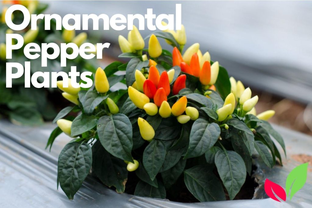 Ornamental Pepper Plants