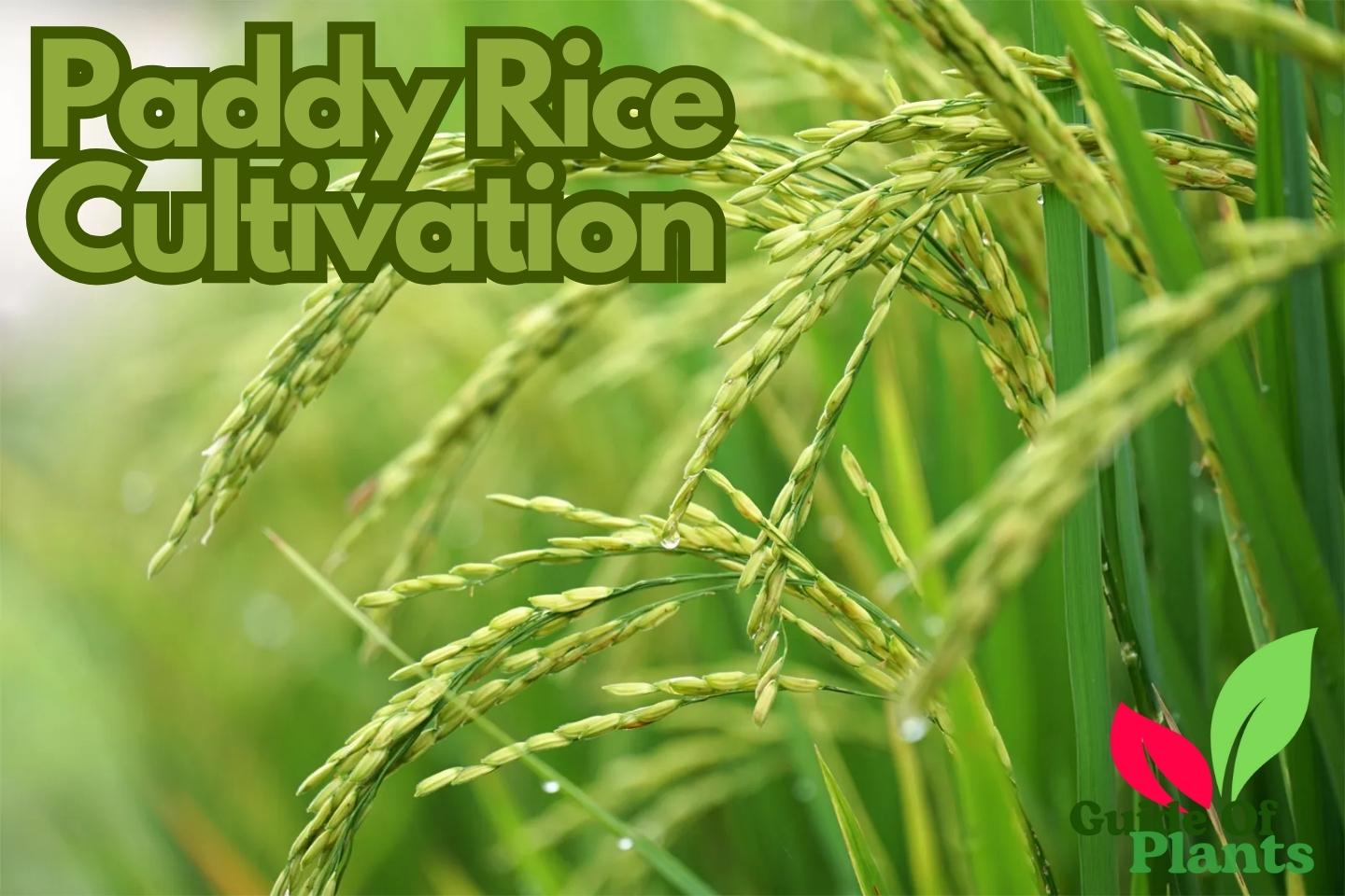 Paddy Rice Cultivation
