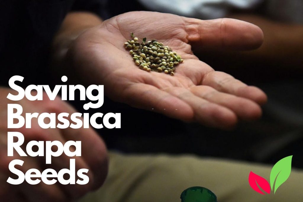 Saving Brassica Rapa Seeds