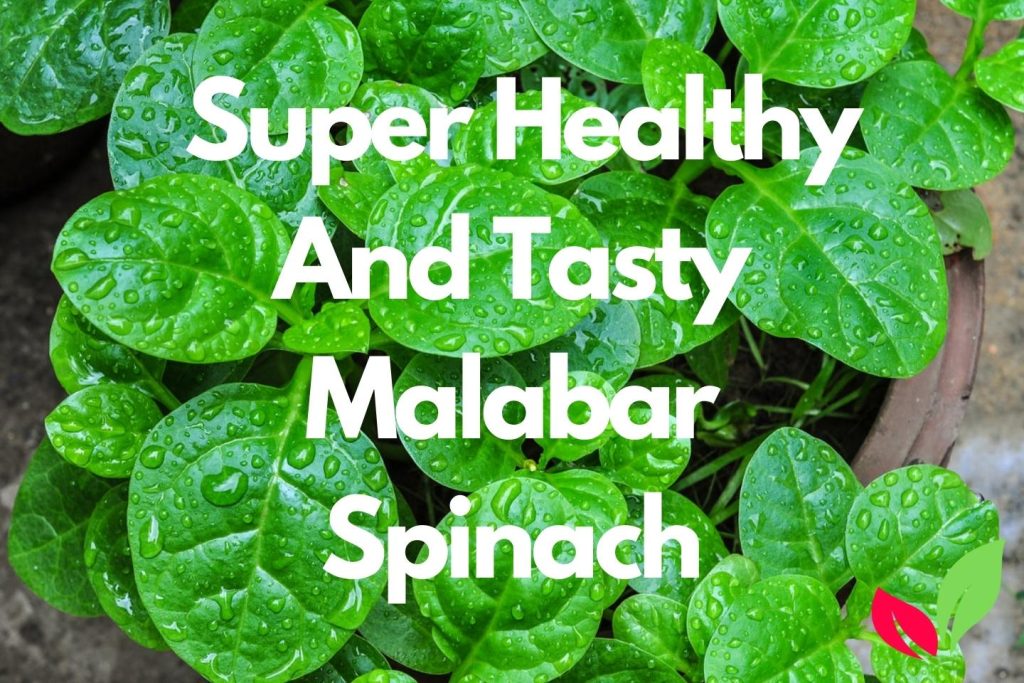 Super healthy and tasty malabar spinach