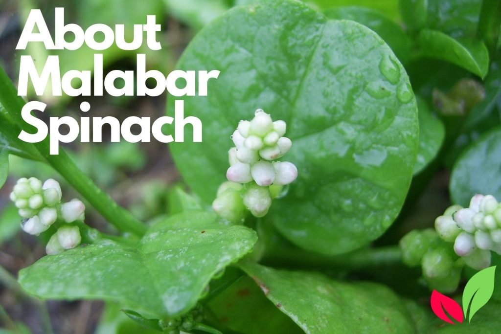 What is Malabar Spinach