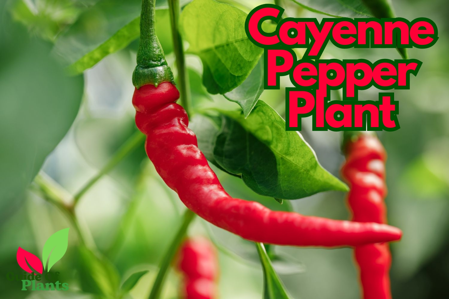 Cayenne Pepper Plant