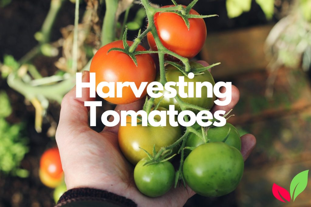 Growing Tomatoes Indoors