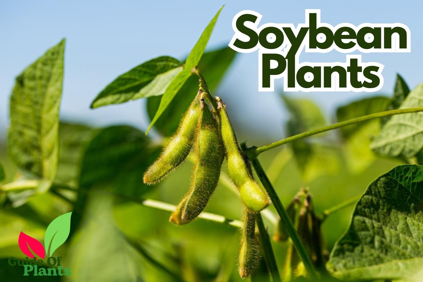 Soybean Plants