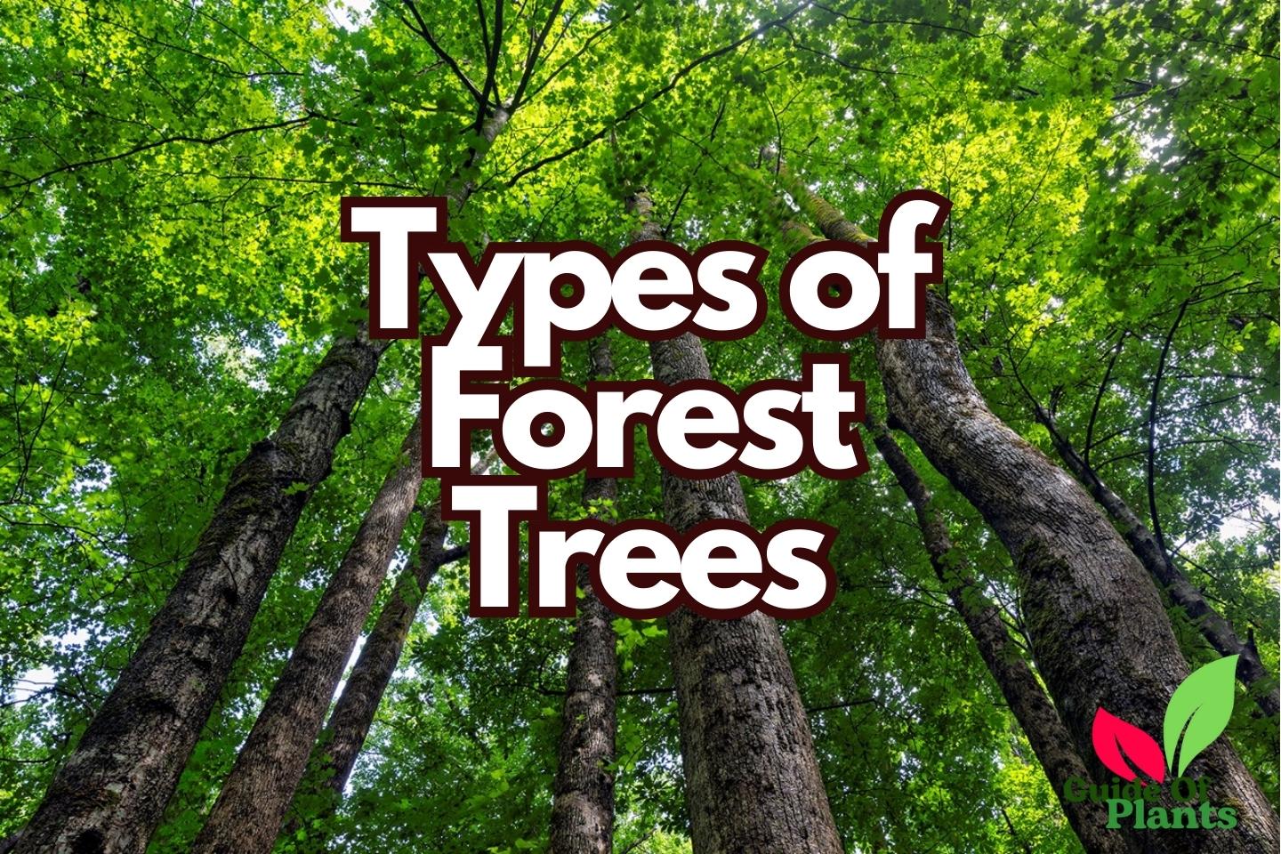Discover The 3 Main Types of Forest Trees You Must Know