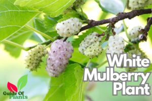 White Mulberry Plant