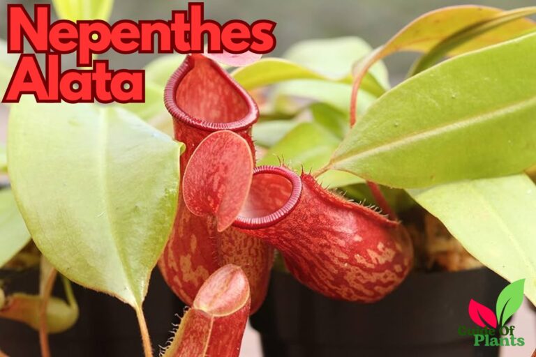 Nepenthes Alata, Nature's Old Secrets of The Carnivorous Adaptation