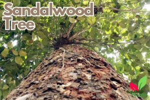 Sandalwood Tree