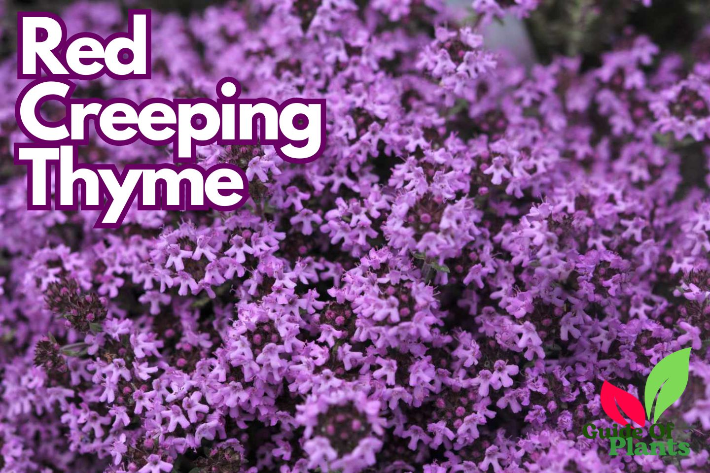 Red Creeping Thyme: The Secret to a Lush Garden